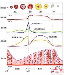 成都借卵子试管~成都供卵孩子的健康~，北京朝阳试管婴儿成功率是多少？一次